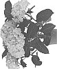 Hydrangea%20macrophylla%20%27SCHROLL93-13-01%27