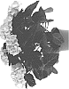 Hydrangea%20macrophylla%20%27SCHROLL122-11-01a%27
