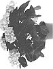 Hydrangea%20macrophylla%20%27SCHROLL122-11-01a%27