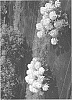 Hydrangea%20paniculata%20%27SMNHPK%27