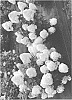 Hydrangea%20paniculata%20%27SMNHPM%27