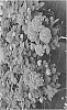 Hydrangea%20macrophylla%20%27SMNHMP%27