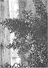 Lagerstroemia%20indica%20%27SMNLCIBF%27