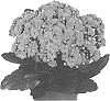Kalanchoe%20blossfeldiana%20%27Dokalwelch%27