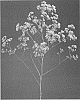 Gypsophila%20paniculata%20%27DGYPMILSII%27