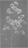 Gypsophila%20paniculata%20%27DGYPMILCS%27