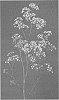 Gypsophila%20paniculata%20%27DGYPMILCS%27