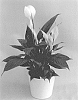 Spathiphyllum%20Schott.%20%27Spamoco%27