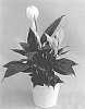 Spathiphyllum%20Schott.%20%27Spamoco%27