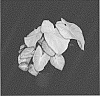 Caladium%20X%20hortulanum%20%27MOL%20158-47%27