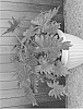Philodendron%20bippinatifidum%20%27SHANGRI-LA%27
