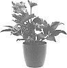 Helleborus%20x%20ericsmithii%20x%20Helleborus%20x%20hybridus%20%27COSEH%205100%27