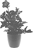 Helleborus%20x%20ericsmithii%20X%20Helleborus%20x%20hybridus%20%27COSEH%205300%27