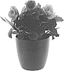 Helleborus%20niger%20X%20Helleborus%20x%20hybridus%20%27COSEH%205700%27
