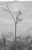 Vitis%20vinifera%20L.%20%27KERSUS%27