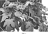 Ficus%20carica%20%27PT-DF-14%27