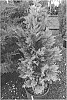 Juniperus%20virginiana%20%27Butterfield%27