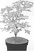 Acer%20truncatum%20%27Volcano%27