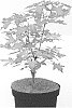 Acer%20truncatum%20%27Volcano%27