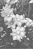 Clematis%20hybrid%20%27Zo08160%27