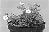 Dasiphora%20fruticosa%20subsp.%20fruiticosa%20%27Hachbianca%27