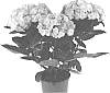 Hydrangea%20macrophylla%20%27SCHROLL130-12-01a%27