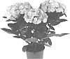 Hydrangea%20macrophylla%20%27SCHROLL130-12-01a%27