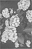 Hydrangea%20serrata%20%27SMNHSI%27
