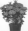 Hydrangea%20macrophylla%20%27Hokomachoko%27