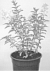 Hydrangea%20paniculata%20%27Little%20Alf%27
