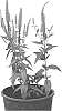 Veronica%20longifolia%20x%20Veronica%20spicata%20%27Allartist%27