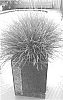 Lomandra%20confertifolia%20ssp%20pallida%20%27POM%20POM%27