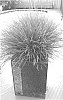 Lomandra%20confertifolia%20ssp%20pallida%20%27POM%20POM%27