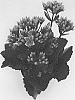 Kalanchoe%20blossfeldiana%20%27Dokalgloss%27