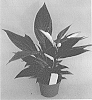 Spathiphyllum%20Schott.%20%27Spavewiblo%27