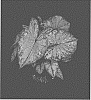 Caladium%20X%20hortulanum%20%27OF13-635%27