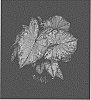 Caladium%20X%20hortulanum%20%27OF13-635%27