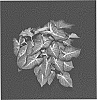 Caladium%20X%20hortulanum%20%27CRM%20OF14-219%27