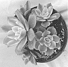Aeonium%20hybrid%20%27Sun%20Dancer%27