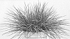 Festuca%20glauca%20%27FCB2017%27
