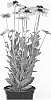 Rudbeckia%20hirta%20%27RUDBR159%27
