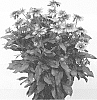 Rudbeckia%20hirta%20%27RUDBK166%27