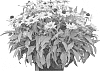 Rudbeckia%20hirta%20%27RUDLS291%27