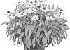 Rudbeckia%20hirta%20%27RUDLS291%27