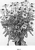 Rudbeckia%20hirta%20%27RUDBL242%27
