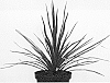 Cordyline%20plant%20named%20%60FILIRESTA%27