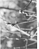 Vaccinium%20corymbosum%20%27BB05-259MI-15%27