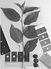Prunus%20avium%20%27IFG%20Cher-ten%27
