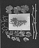 Vitis%20vinifera%20%27ARRATWENTYTHREE%27