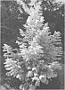 Metasequoia%20glyptostroboides%20%27Soul%20Fire%27